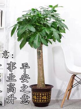 发财树盆栽大客厅绿植大型植物盆栽绿植开业乔迁送礼大盆栽尚