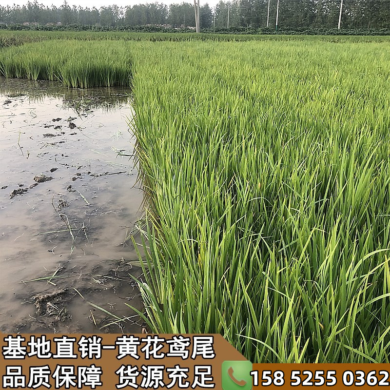 黄菖蒲庭院水生植物盆栽 耐寒黄花鸢尾水培水养水栽地栽池塘湿地 - 图2