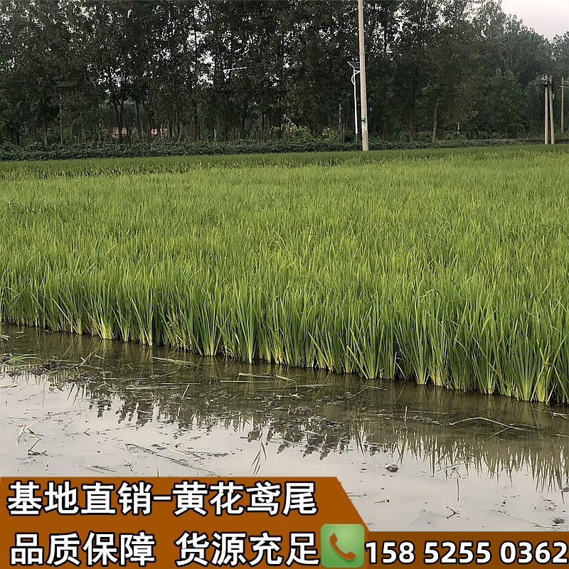 黄菖蒲庭院水生植物盆栽 耐寒黄花鸢尾水培水养水栽地栽池塘湿地 - 图3