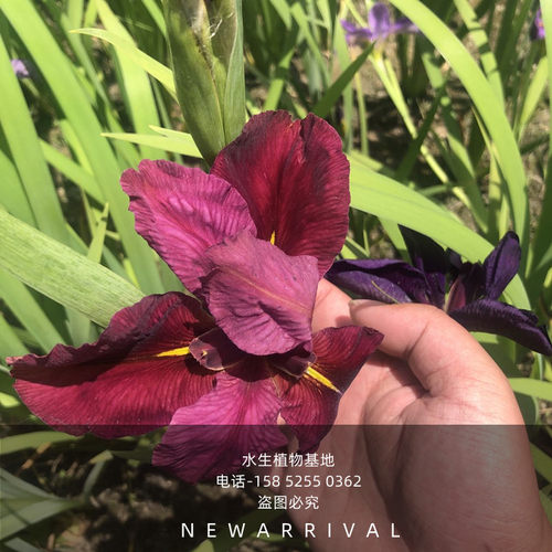 鸢尾花红花鸢尾花苗西伯利亚植物黄菖蒲四季庭院绿植水生植物花卉 - 图0