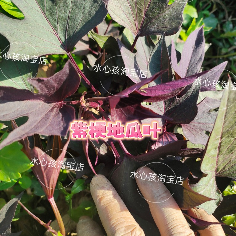 紫色地瓜叶阳台绿植盆栽庭院绿化菜园观赏性极强地被植物红薯 - 图2