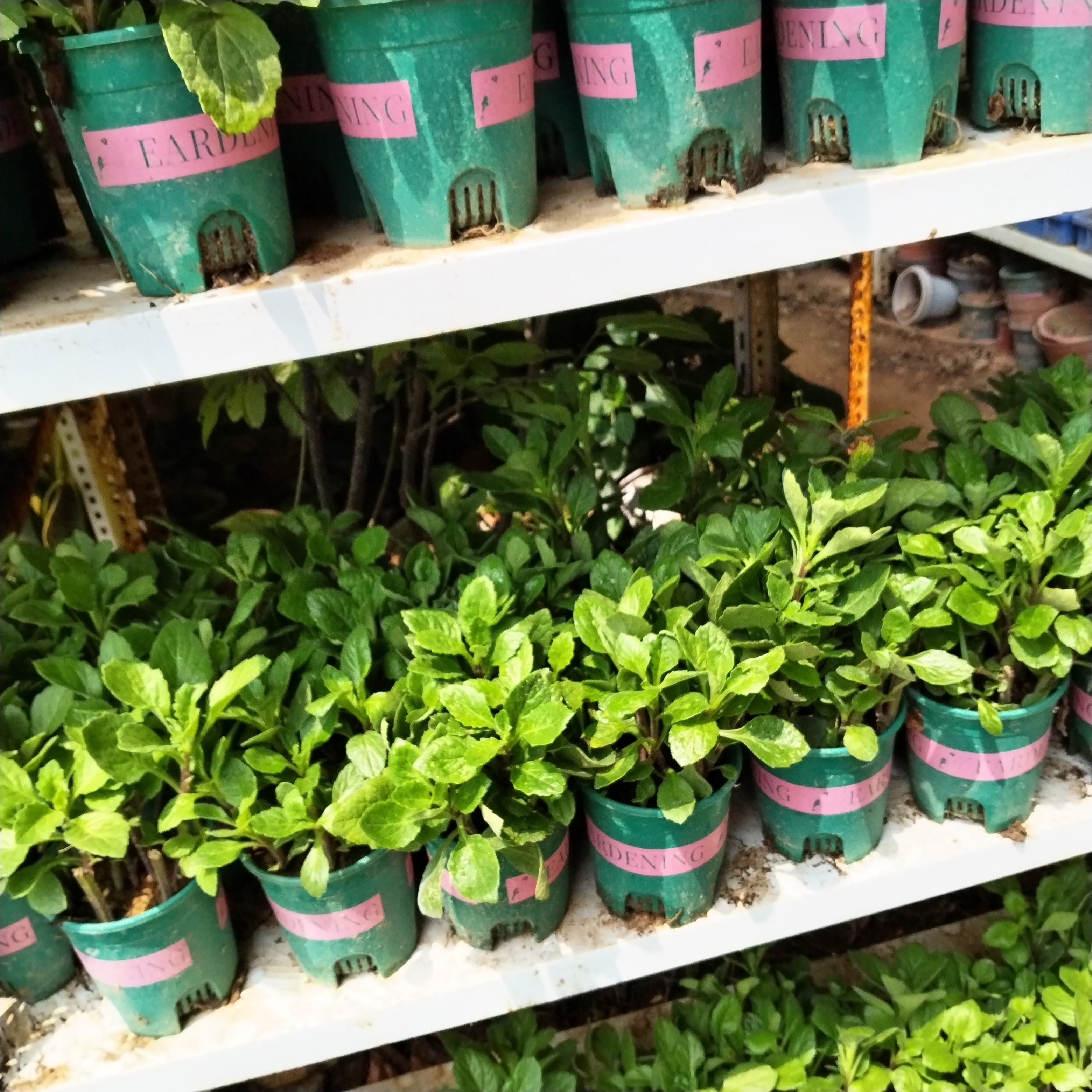 片仔癀草水果店长期奶茶果汁店白凤菜榨汁炖汤盆栽室带跟带土好养 - 图3