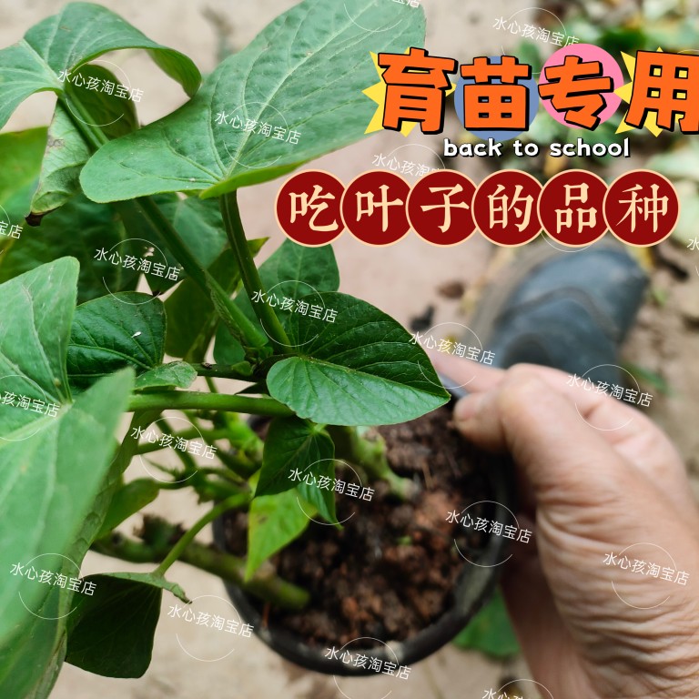 红薯叶种苗福薯18号新鲜地瓜叶多分叉番薯叶种苗种子老茎盆栽苗-图2