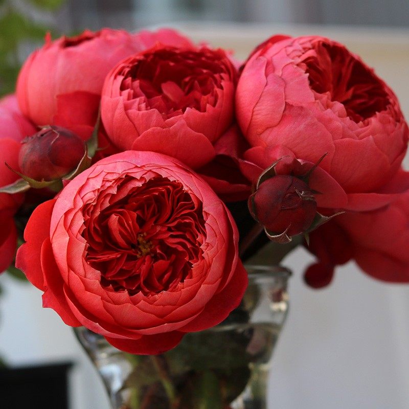 灌木小苗合集2欧月切花月季黑巴克黄油朱砂碗花卉盆栽阳台四季,淘宝优惠券,粉丝福利购,淘宝优惠卷