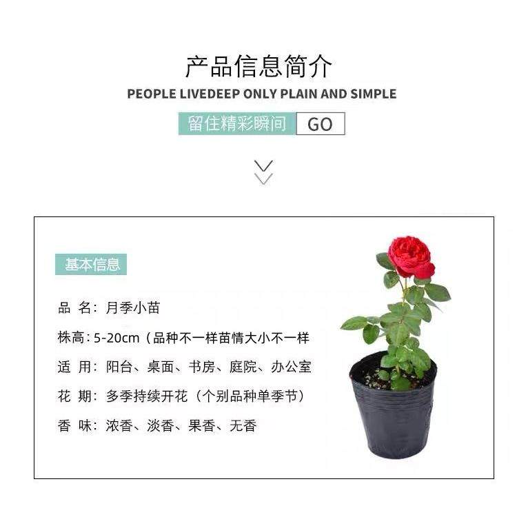 灌木小苗合集2欧月切花月季黑巴克黄油朱砂碗花卉盆栽阳台四季,淘宝优惠券,粉丝福利购,淘宝优惠卷