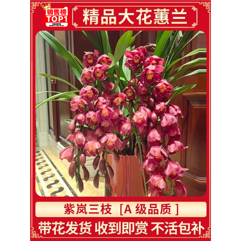 大花惠兰带花苞花剑浓香慧兰花盆栽精品年宵花卉鲜花室内四季蕙兰-图3