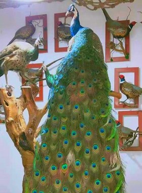 孔雀标本天然摆件仿真底座白孔雀