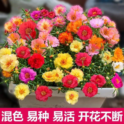 重瓣太阳花种孑花种籽子室内室外观花卉植物花籽四季播种开花易活 - 图3