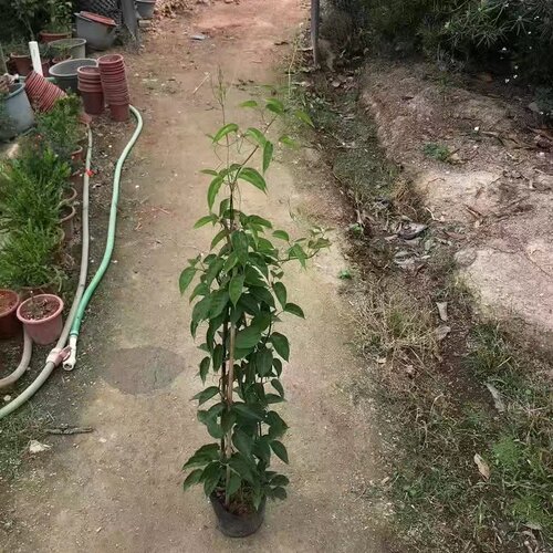炮仗花苗爬藤植物 四季鞭炮花苗大苗花苗攀援花卉红爆竹花围墙花 - 图3