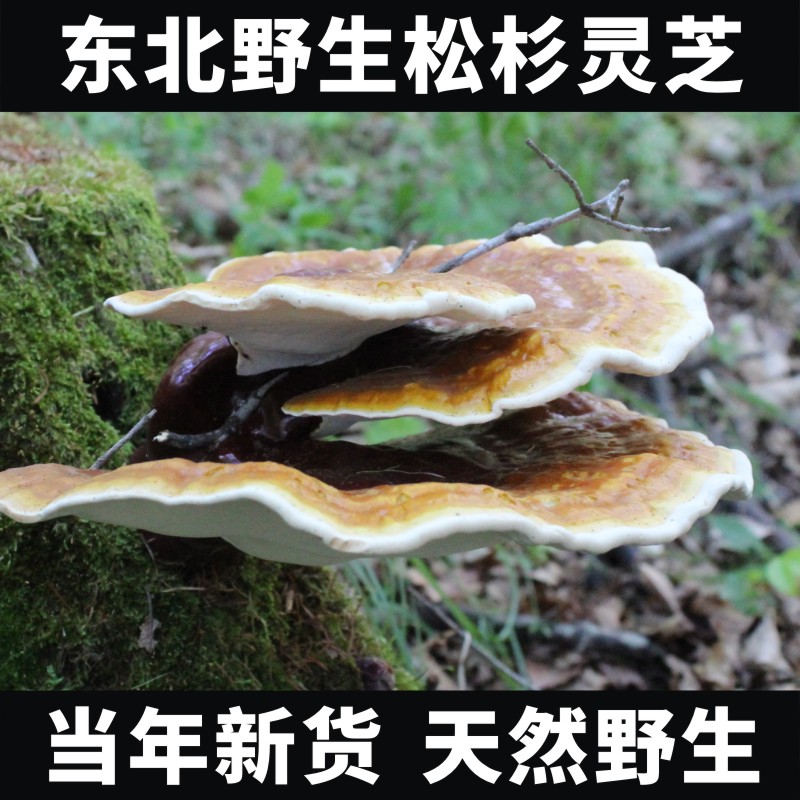 东北野生松杉灵芝250g正品天然灵芝可切片打粉长白山有柄白心赤芝 - 图1