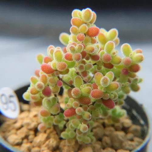 蜜橘密叶糖球状态好枝干枝杆番杏多肉植物 一物一拍 带盆发48包邮 - 图3