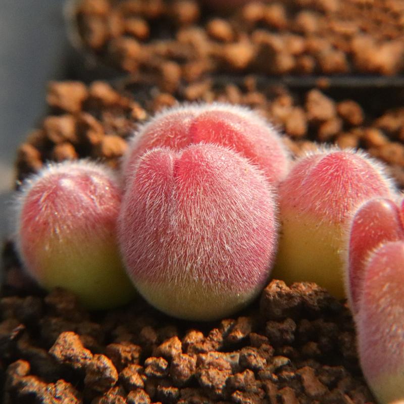 优选  长毛 毛翠滴】红毛桃 肉锥一物一拍 群生母本 多肉植物,淘宝优惠券,粉丝福利购,淘宝优惠卷