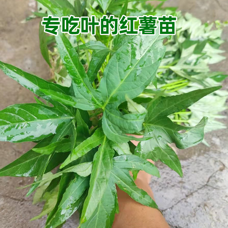 食用红薯叶苗食叶型红薯苗专吃叶子的番薯叶种子广西地瓜苗秧蔬菜 - 图0