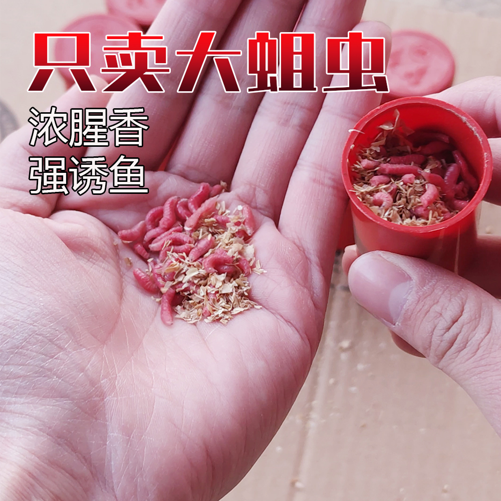 鲜活红蛆虫活饵苍蝇幼虫子冬季野钓鲫鱼饵料肉蛆牙子钓鱼饵红曲虫 - 图1