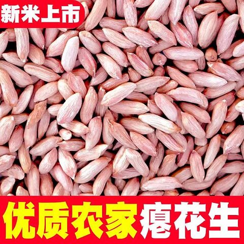 2025新山东小瘪子花生米生新花生小粒细长生花生仁养胃秕子花生孕