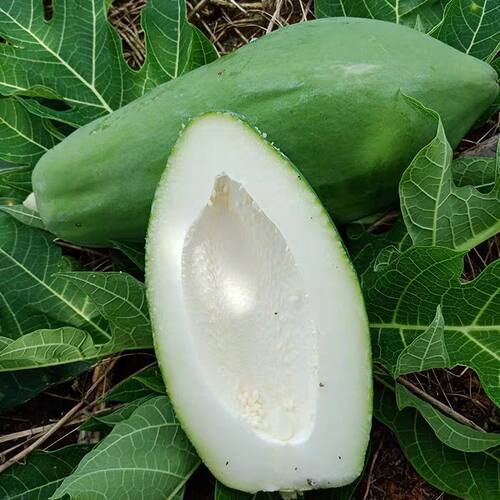 广西下奶青木瓜苗当年结果冰糖红肉黄肉脆甜木瓜树苗带土带叶发货 - 图0