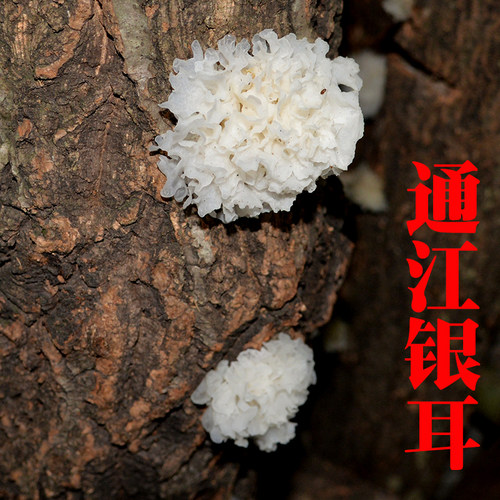 新货通江银耳小朵250g椴木白木耳农家干货陈河雪耳无硫糯耳 - 图2
