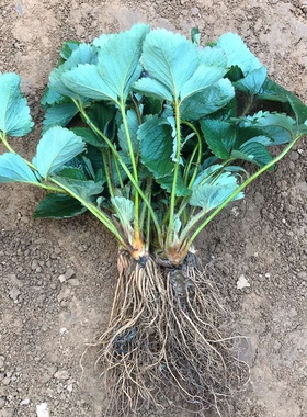 四季草莓苗盆栽阳台食用奶油红颜草莓秧南北方种植果树苗当年结果