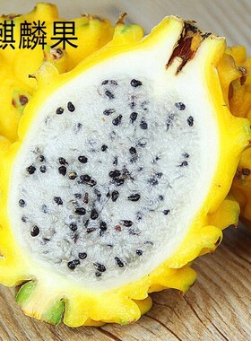 红心火龙果苗盆栽南北方种植果树苗 红肉火龙果树苗