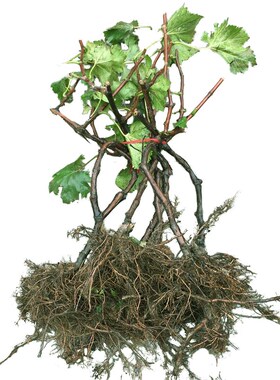 8年葡萄苗果树苗 夏黑巨峰葡萄盆栽苗 栽植南北方水 当年结果