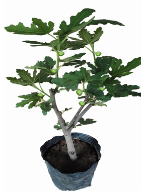 无花果树果苗当年结果南北方种植果树带土盆栽特大四季树苗