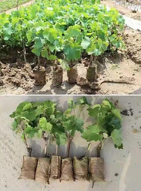 阳光玫瑰葡萄苗甜蜜蓝宝石葡萄树南北方种植盆栽爬藤果树当年结果