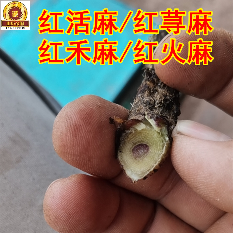 新鲜红活麻根红河麻红火麻枝叶红禾麻根红杆荨麻500g包邮中药材-图2