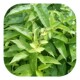 Fresh chicken vine 500g freshly picked chicken vine