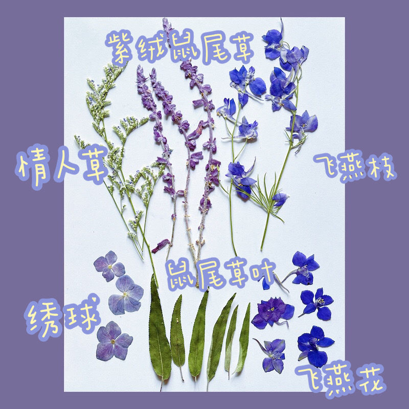 蓝紫色干花材料包 diy誓言卡 滴胶 压花押花标本画儿童手工真树叶 - 图0