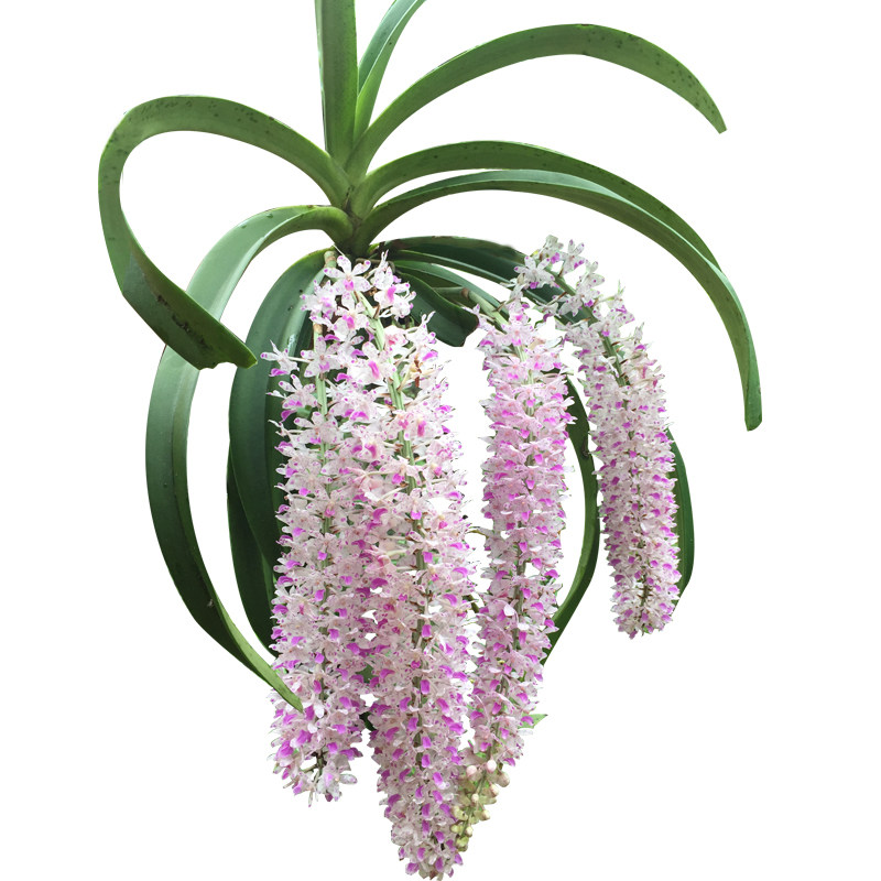 狐尾兰兰花室内绿植盆栽 热品库 性价比省钱购