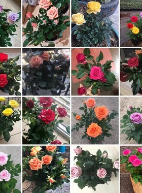 盆栽空气庭院花卉植物植物