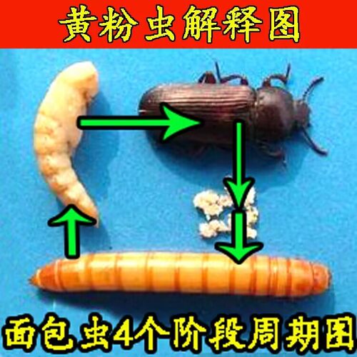 喂幼鸟吃的虫子小鸡鹦鹉百灵画眉八哥鱼饵食物燕子粮饲料面包虫活 - 图1