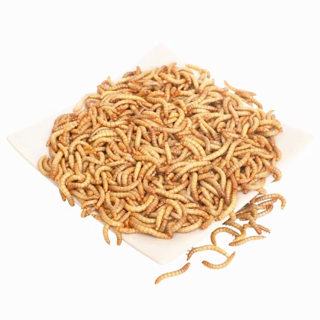 喂鸟虫宠物蜥蜴鹦鹉鸟虫子食物鲜活虫子小鸡幼鸟粮仓鼠乌龟鱼饲料,淘宝优惠券,粉丝福利购,淘宝优惠卷