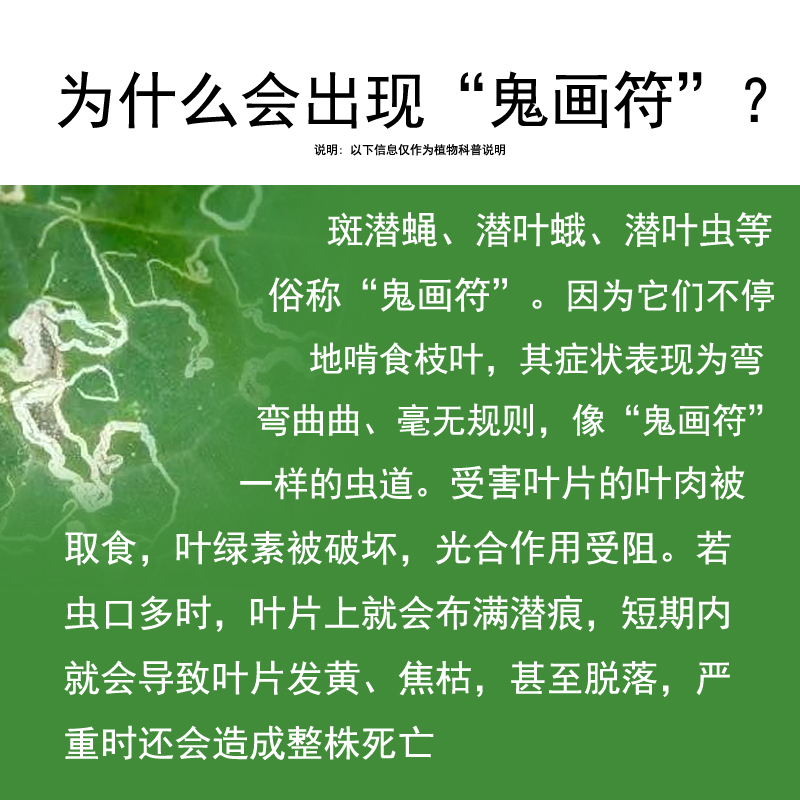 植物杀虫剂潜叶虫专杀潜叶蝇灭蝇胺花卉多肉叶子“鬼画符”花农药 - 图2