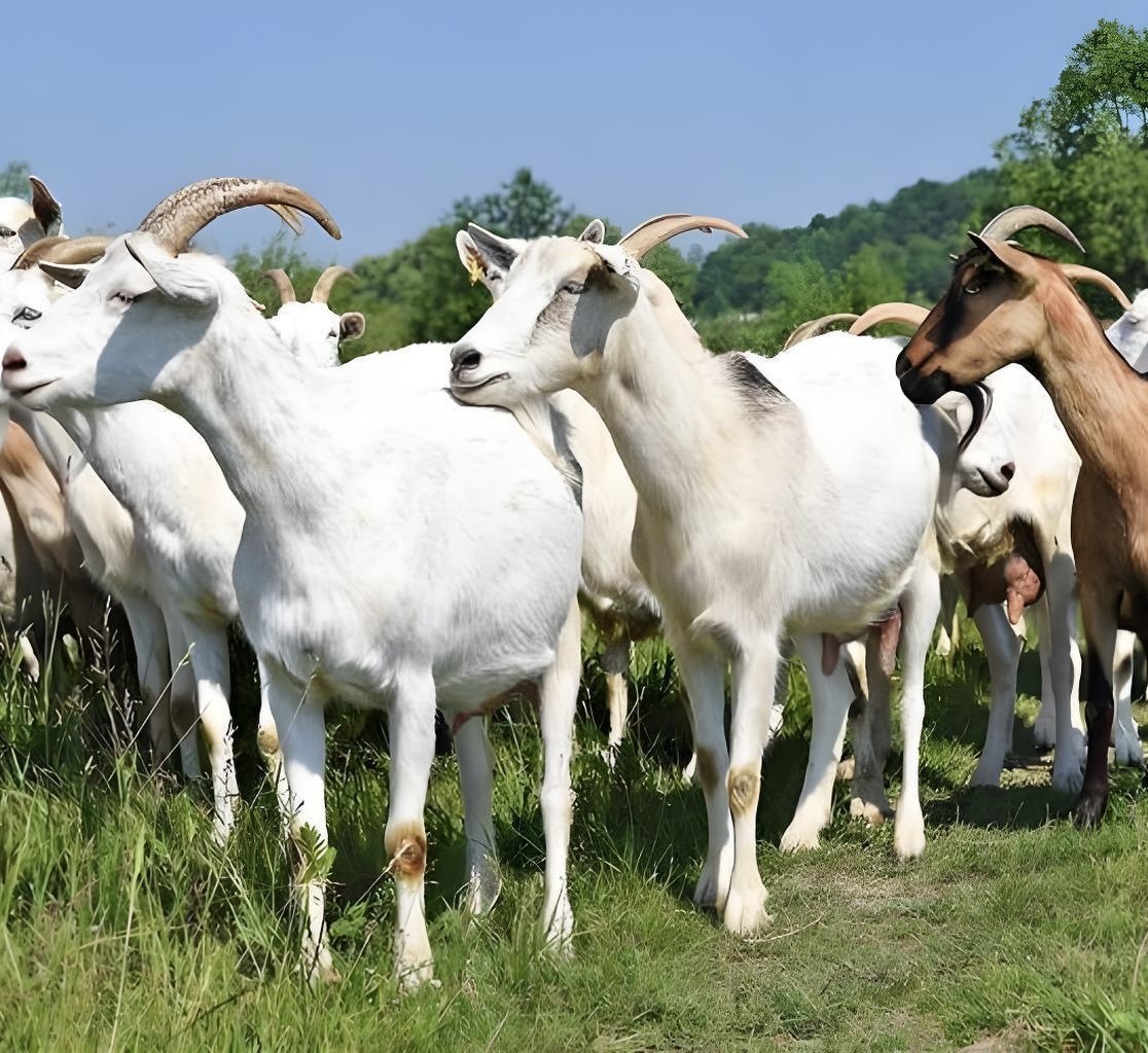 大农盟乳生元羔羊专用奶粉优质乳品代乳粉全乳速溶瘤胃发育,淘宝优惠券,粉丝福利购,淘宝优惠卷