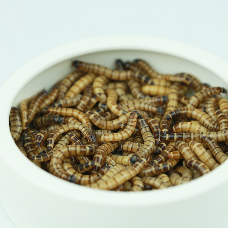 高蛋白饲料大麦虫活虫鸟食虫子鲜活面包虫黄粉虫金龙鱼活食物包邮-图3