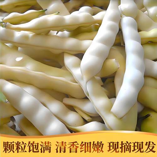 今年新鲜黄豆角东北黄金勾豆角油豆角兔子翻白眼勾勾黄豆角 - 图2