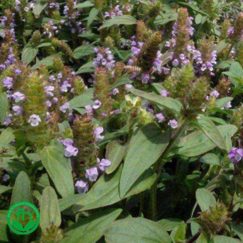 夏枯草种子白毛夏枯球种籽新采药材四季播种简单发芽率高阳台盆栽,淘宝优惠券,粉丝福利购,淘宝优惠卷