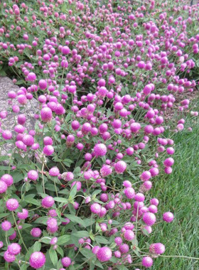 千日粉种子180粒粉色火球花籽长花期可干切花阳台室外盆栽春季播