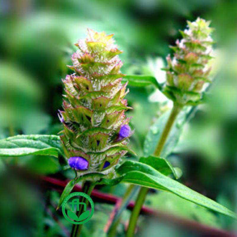 夏枯草种子白毛夏枯球种籽新采药材四季播种简单发芽率高阳台盆栽,淘宝优惠券,粉丝福利购,淘宝优惠卷