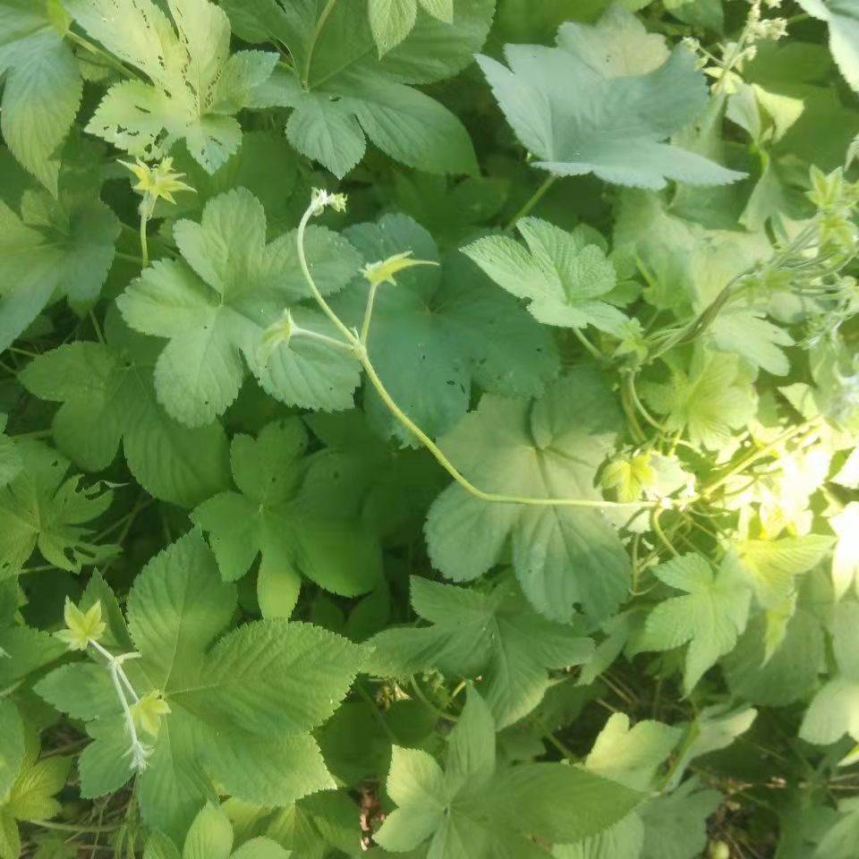 野生葎草花种子拉拉秧藤五爪龙草药材抗旱喜肥粗阳台爬藤粗放管理-图2