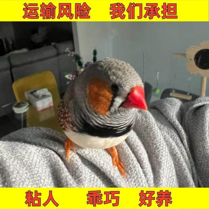 珍珠鸟白色珍珠灰色和珍珠驼色一对可繁殖宠物鸟观赏鸟粘人温顺鸟,淘宝优惠券,粉丝福利购,淘宝优惠卷