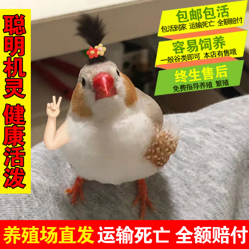 珍珠灰色珍珠白色和珍珠驼色可繁殖一公一母宠物鸟可爱鸟活泼机灵,淘宝优惠券,粉丝福利购,淘宝优惠卷