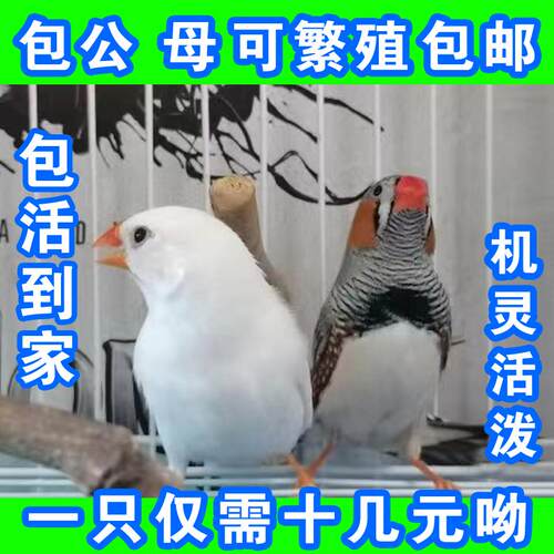 珍珠鸟活鸟灰白驼色珍珠文鸟十姐妹一对种鸟幼鸟可繁殖宠物手养鸟 - 图1