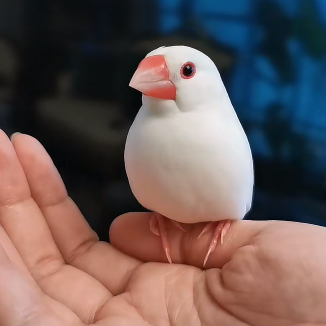 文鸟活体宠物白文鸟灰文鸟特价全品便宜观赏鸟繁殖观赏鸟一对小鸟,淘宝优惠券,粉丝福利购,淘宝优惠卷