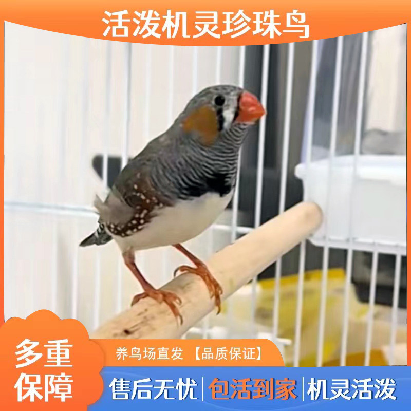 珍珠灰色珍珠白色和珍珠驼色可繁殖一公一母宠物鸟可爱鸟活泼机灵,淘宝优惠券,粉丝福利购,淘宝优惠卷