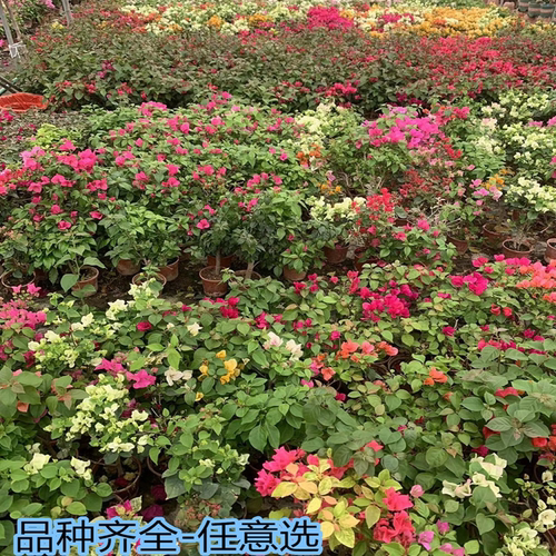 三角梅盆栽带花四季开花爬藤植物阳台小花卉庭院勤花好养大苗绿樱 - 图1