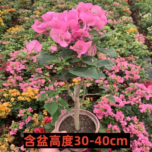 三角梅盆栽带花四季开花爬藤植物阳台小花卉庭院勤花好养大苗绿樱 - 图2