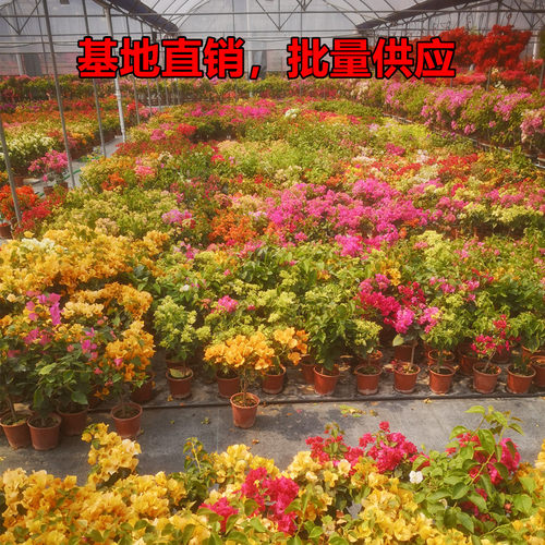三角梅盆栽带花四季开花爬藤植物阳台小花卉庭院勤花好养大苗绿樱 - 图3