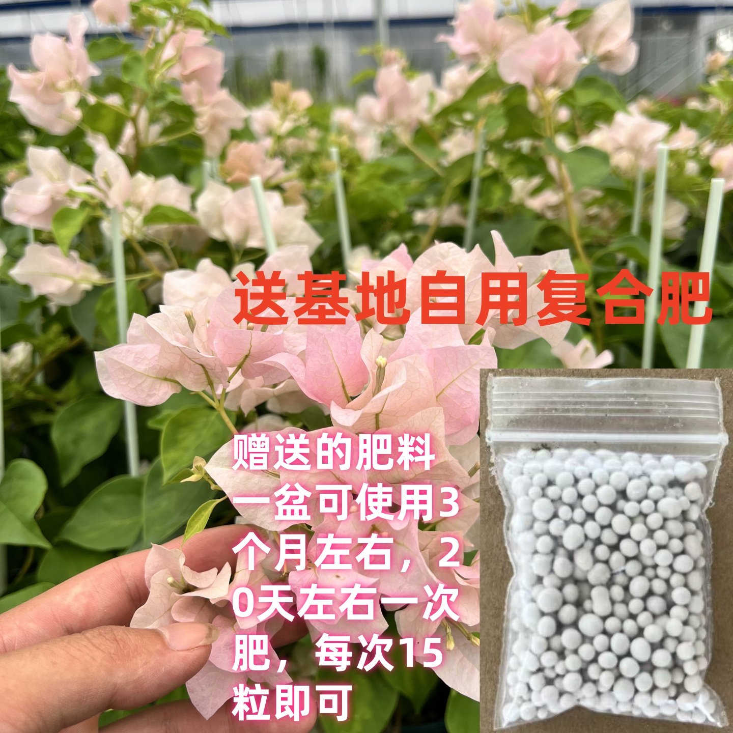 三角梅盆栽带花发货阳台庭院花卉爬藤绿植老桩绿樱大苗章红樱重瓣,淘宝优惠券,粉丝福利购,淘宝优惠卷